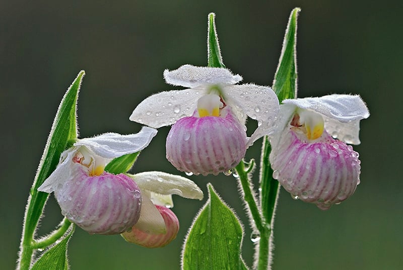 Pink and White Lady's Slipper