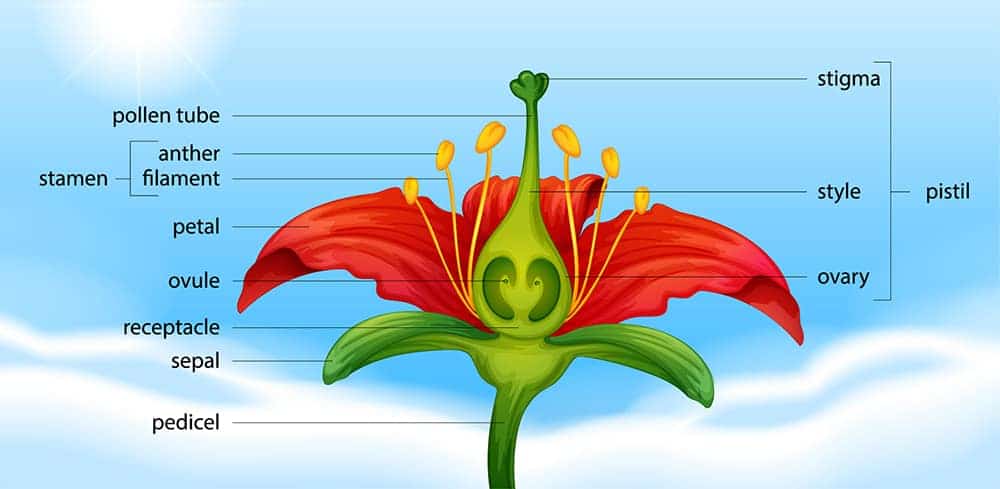 Draw And Label The Parts Of A Flower