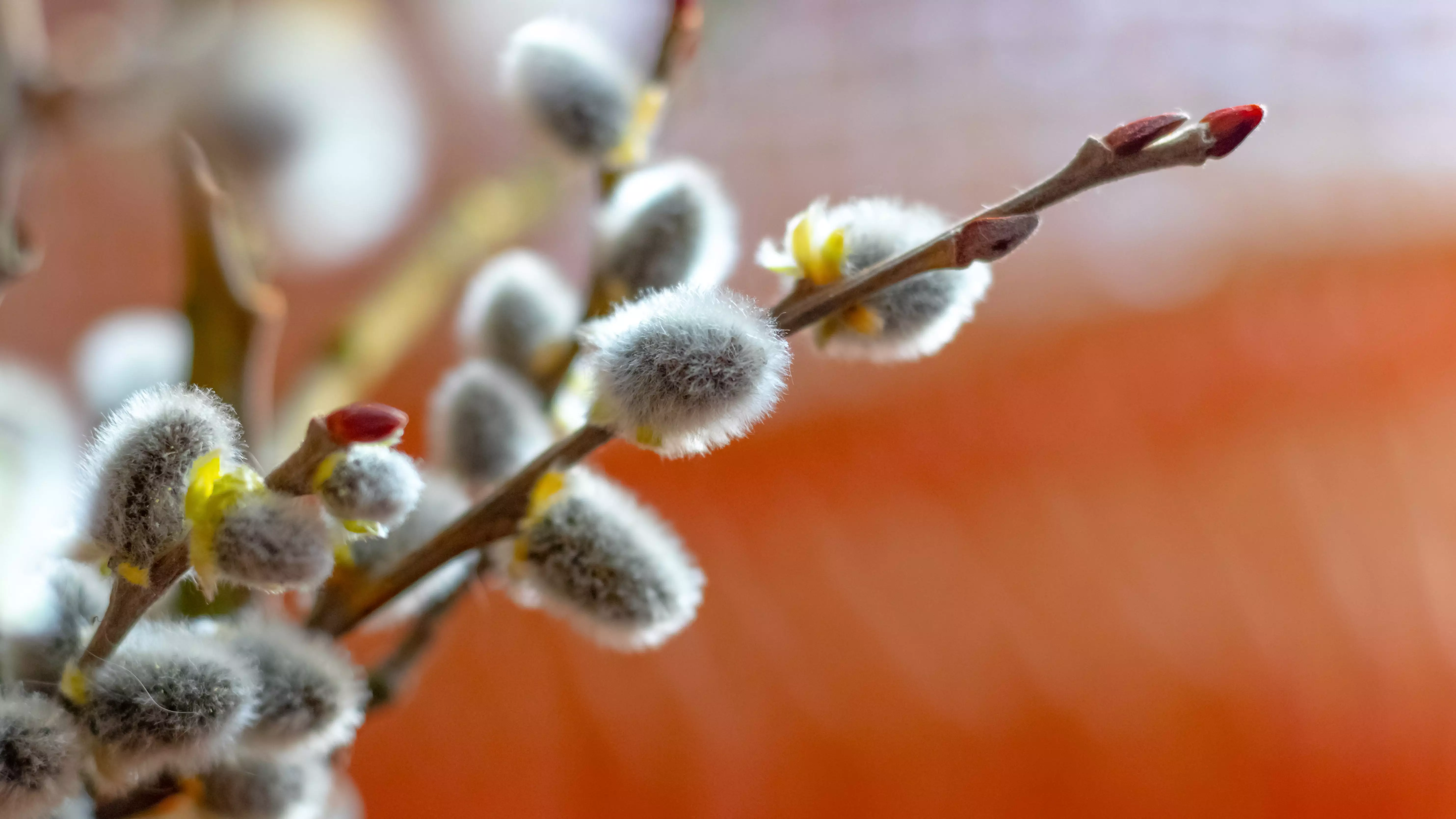 Weeping Pussy Willow For Sale Buying Growing Guide Trees