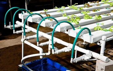 NFT Hydroponic system