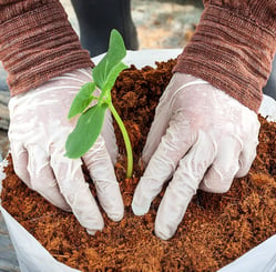 Coconut Coir