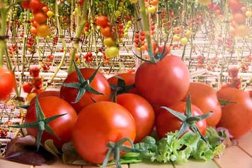 Hydroponic Tomatoes Hydroponic Tomatoes