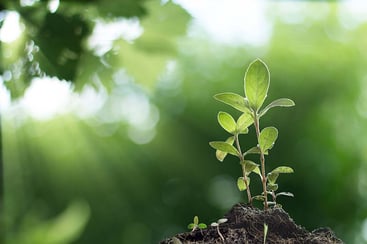 lights and plant growth