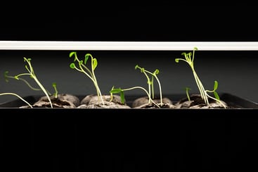 Seedlings under T5 grow lights