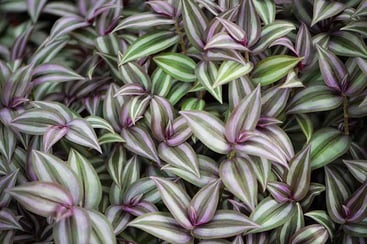 Wandering Jew Plant Wandering Jew Plant