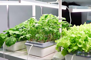 Aeroponic plans Aeroponic plans