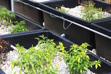 Aquaponic Gardening