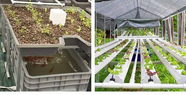 Hydroponics vs. Aquaponics