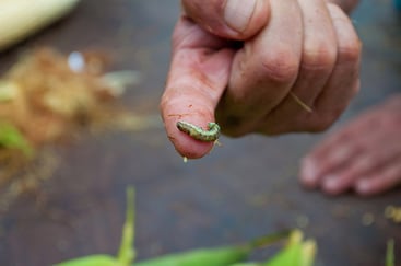 Armyworms Armyworms