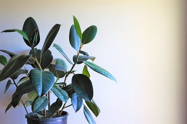 Rubber Plant (Ficus elastica)