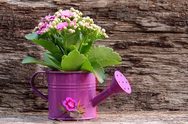 Flaming Katy (Kalanchoe blossfeldiana) in a pink steel pot Flaming Katy (Kalanchoe blossfeldiana) in a pink steel pot