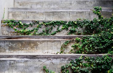 Creeping Fig (Ficus Pumila) Creeping Fig (Ficus Pumila)