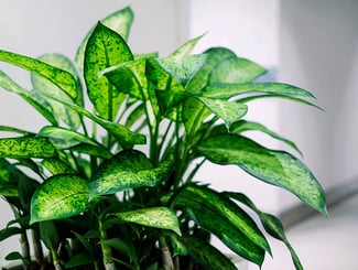 Dieffenbachia Dumb Cane Plant