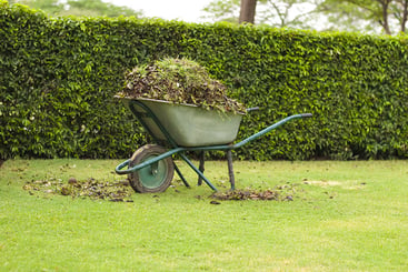 Wheelbarrow filled with leaves on green grass lawn in a farm garden