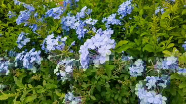 Blue Plumbago Plant Blue Plumbago Plant