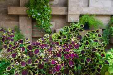 Different Coleus plants grow in flowerpot on windowsill Different Coleus plants grow in flowerpot on windowsill