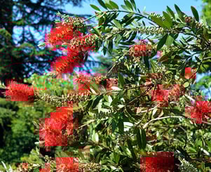 Bottlebrush Tree Bottlebrush Tree