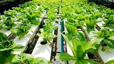 Grow Hydroponic Lettuces Grow Hydroponic Lettuces