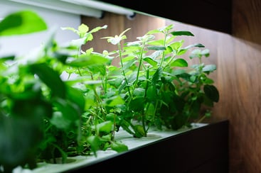 Plants grown in a hydroponic system