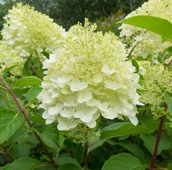 Types of Hydrangeas 