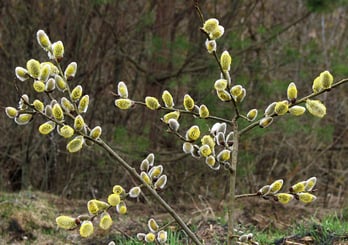 Pussy Willow Pussy Willow