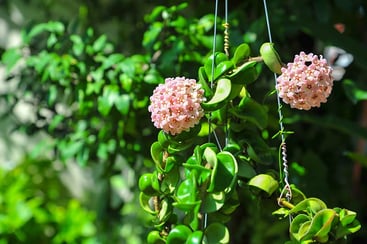 Hindu rope plant (hoya carnosa 'compacta') Hindu rope plant (hoya carnosa 'compacta')