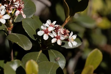 Indian Hawthorn Indian Hawthorn