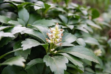 Pachysandra Pachysandra