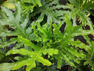 Philodendron selloum Philodendron selloum