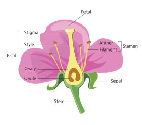 Parts of a flower