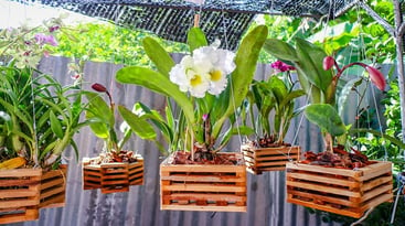 wooden orchid pots in the garden