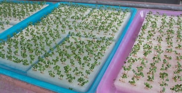 Hydroponic Grow Tray