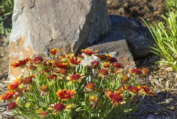 Gaillardia in the Garden Gaillardia in the Garden