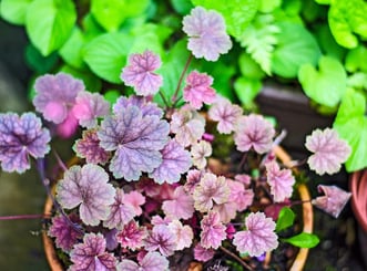 Heuchera plant with purple leaves in pot Heuchera plant with purple leaves in pot