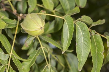 Unripe Pecan Nut Unripe Pecan Nut
