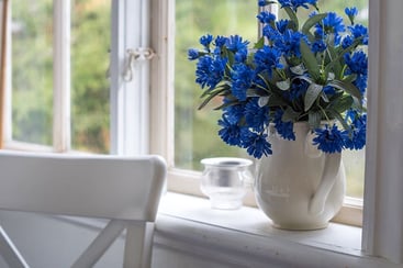 Cornflower in a pot on the windowsill Cornflower in a pot on the windowsill