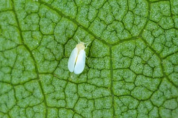 Common Type of Insects Common Type of Insects