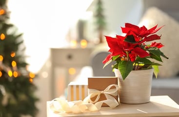 Poinsettia Poinsettia