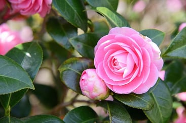Type of Shrubs Type of Shrubs