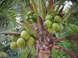 Types of Coconuts Types of Coconuts