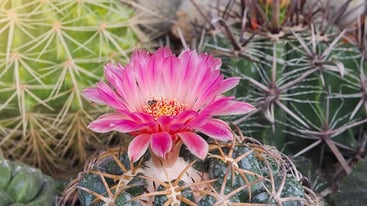 Beautiful flower blooming in the garden Blooming Mammillaria spinosissima Beautiful flower blooming in the garden Blooming Mammillaria spinosissima