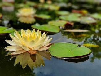 The beautiful water lilies in the water garden The beautiful water lilies in the water garden