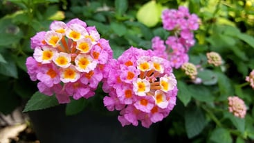 Types of Lantana Flowers Types of Lantana Flowers