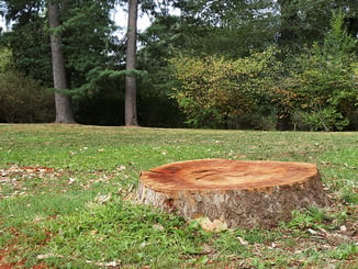 Remove a Tree Stump with Epsom Salt