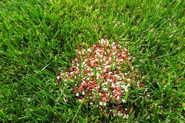 Organic lawn fertilizers