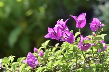 Blooming bougainvillea flowers Blooming bougainvillea flowers
