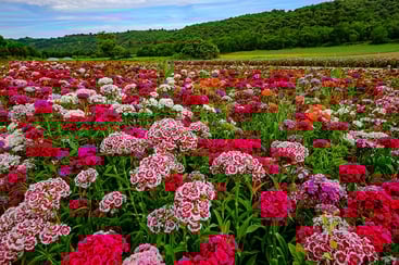Flowers that Start with S Flowers that Start with S