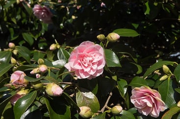 Types of Pink Flowers Types of Pink Flowers