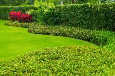 Types of Hedges Types of Hedges & Hedge Plants