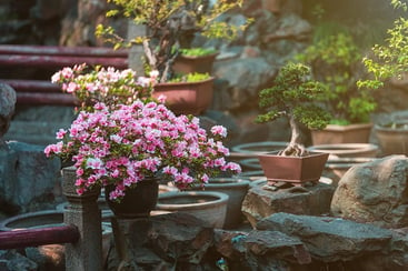 Best Plants for a Japanese Garden